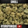 fleurs de cbd indoor amnesia haze