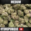 fleurs de cbd plutonium indoor de chez high level genetique