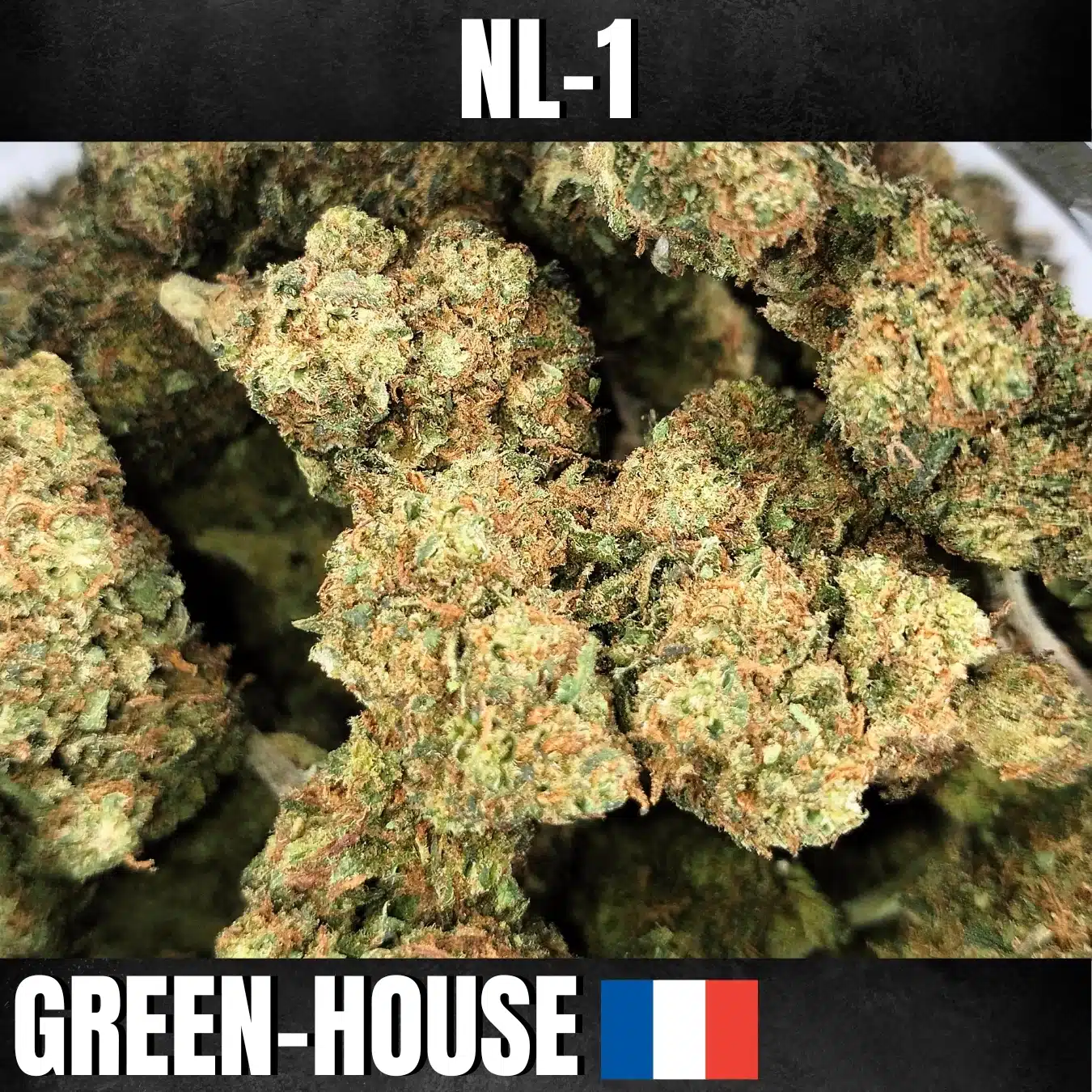 WHITE-JEALOUSY NL1