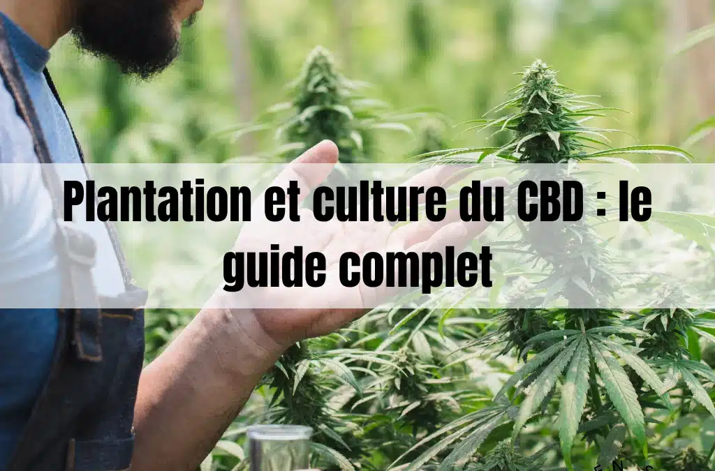 homme qui s'occupe de la culture de CBD
