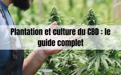 Plantation et culture du CBD : le guide complet