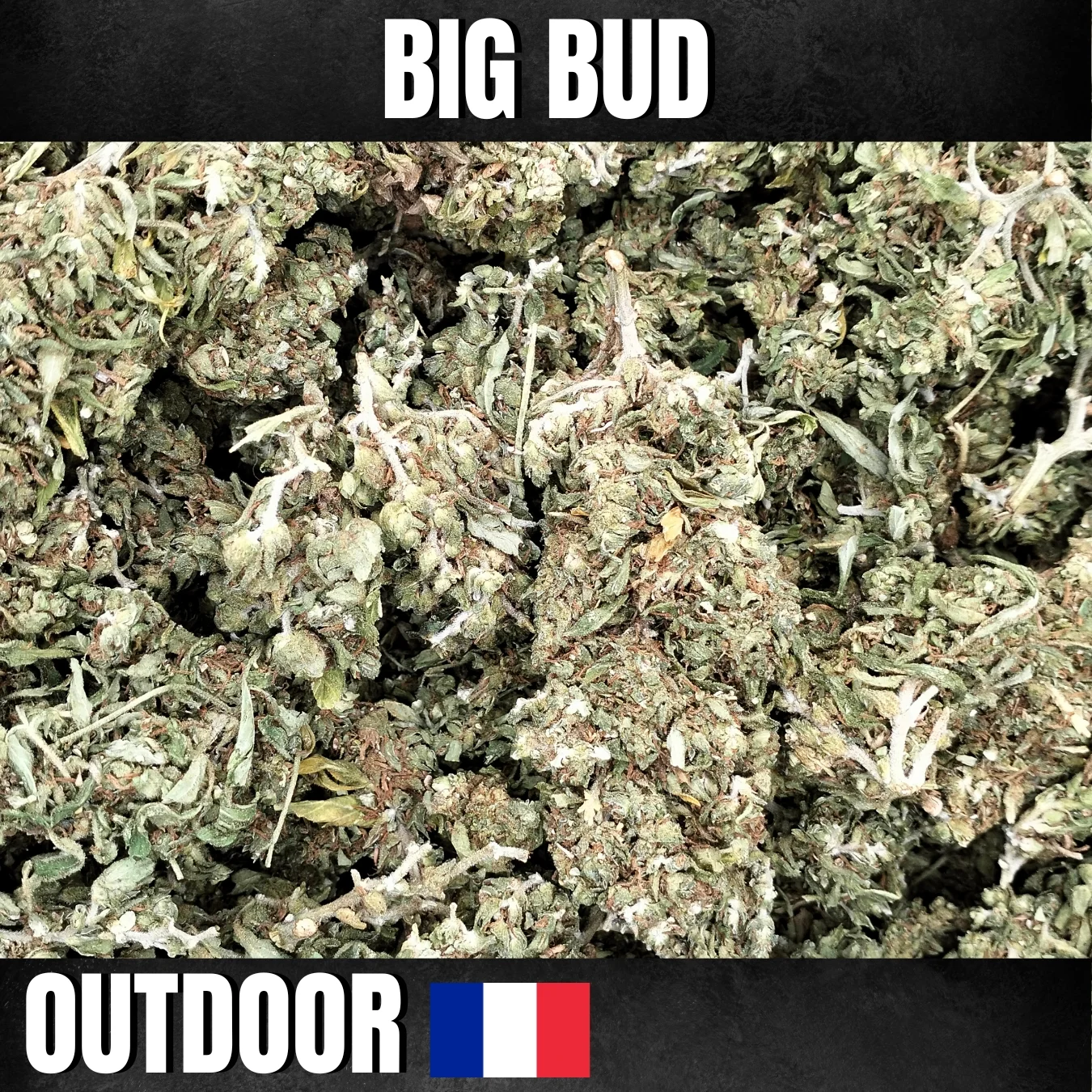 FLEURS DE CBD AUTOFLO AMNESIA