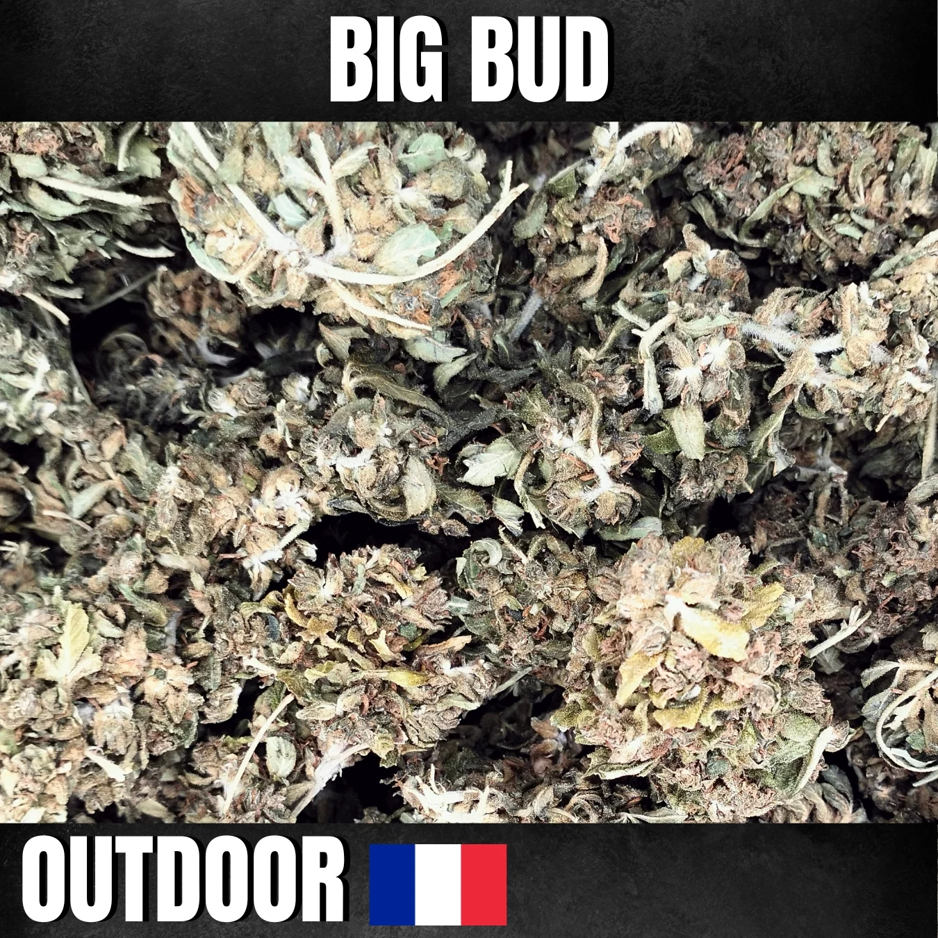 FLEURS DE CBD AUTOFLO ROYAL CHEESE