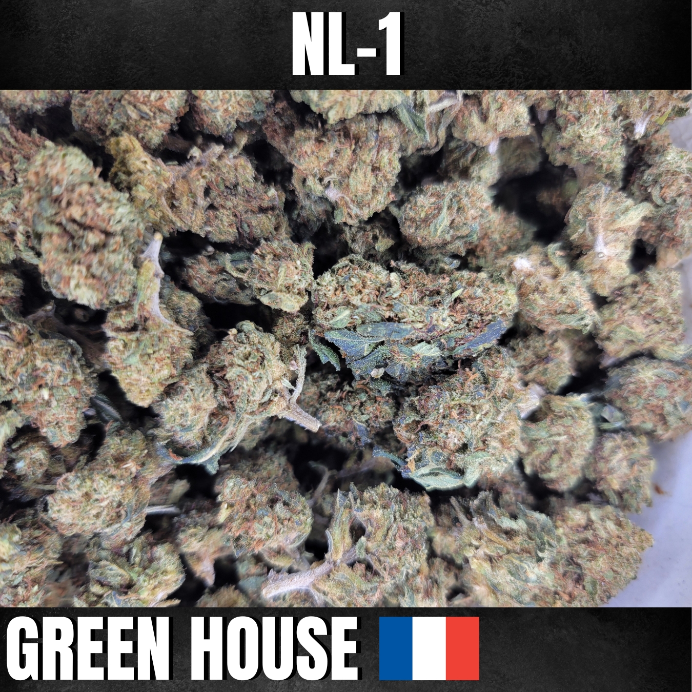 FLEURS DE NL1 blueberry