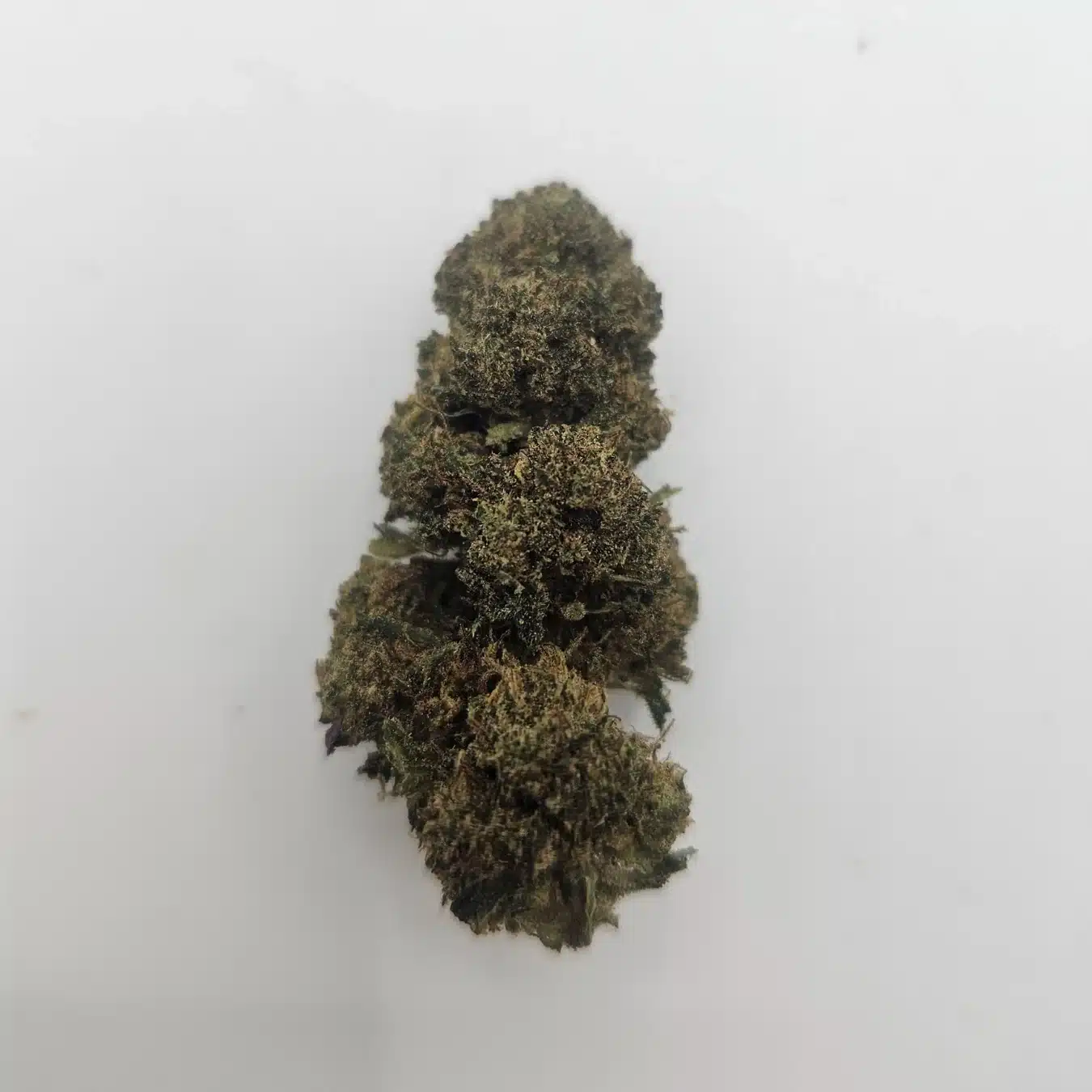 FLEURS CRITICAL NL-4