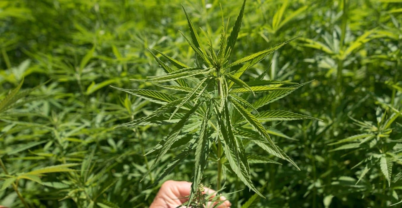 chanvre pure non mélange