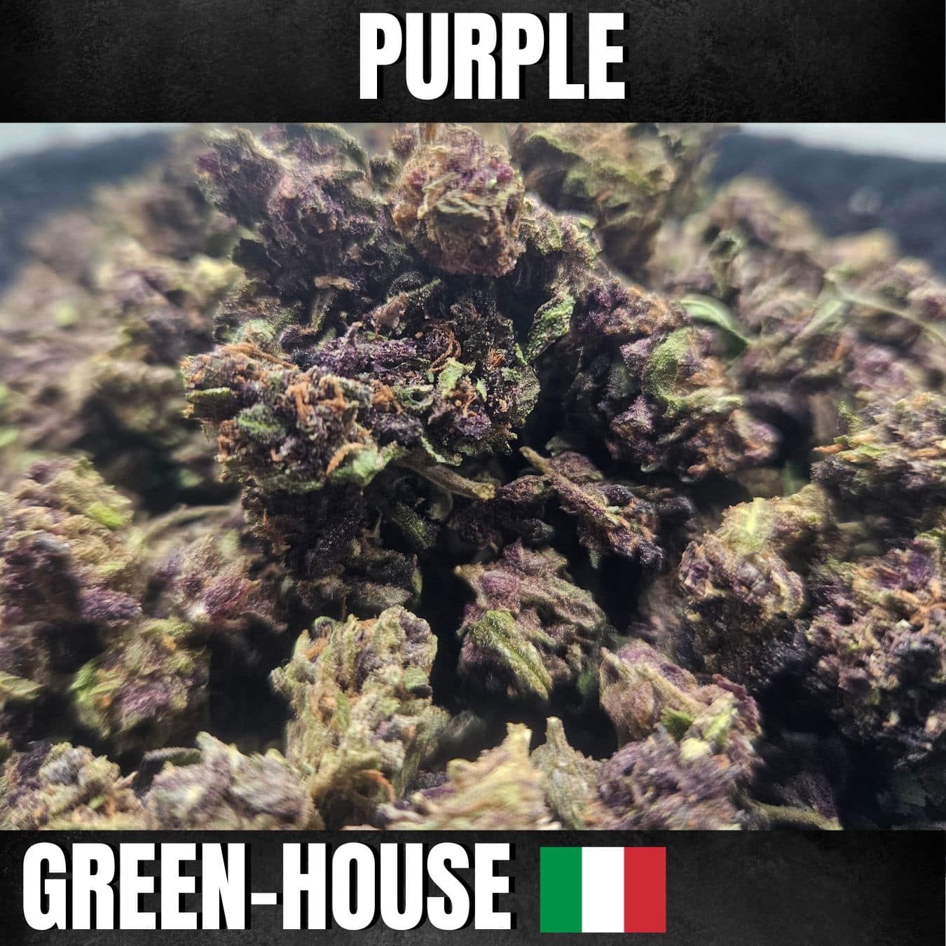 Fleurs de cbd purple