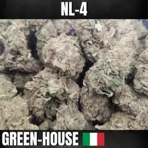 FLEURS BLUE DREAM NL-4