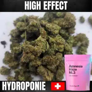 FLEURS AMNESIA HAZE NL-3