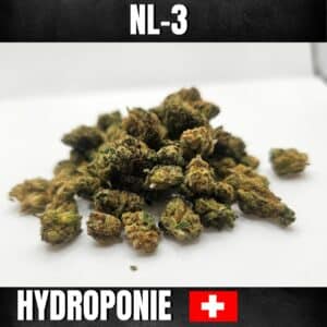 FLEURS AMNESIA HAZE NL-3