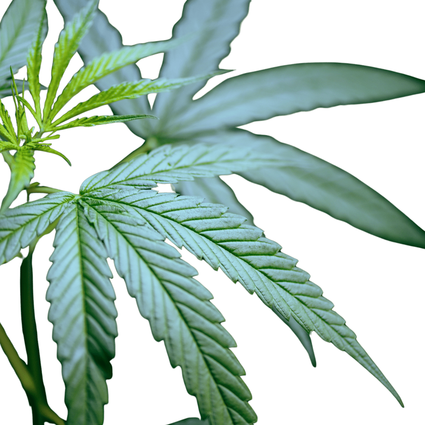 NL3 cannabinoïde analogue Le Green Spot