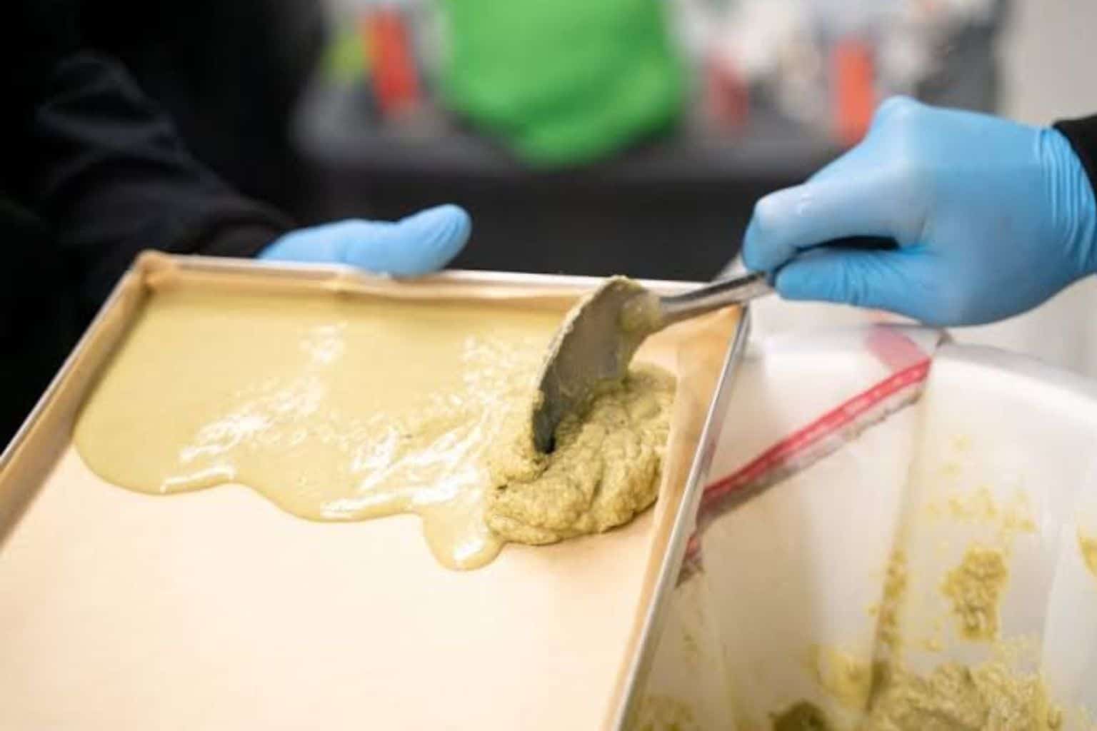 Bubble Hash HE encore humide — extraction à froid Le Green Spot