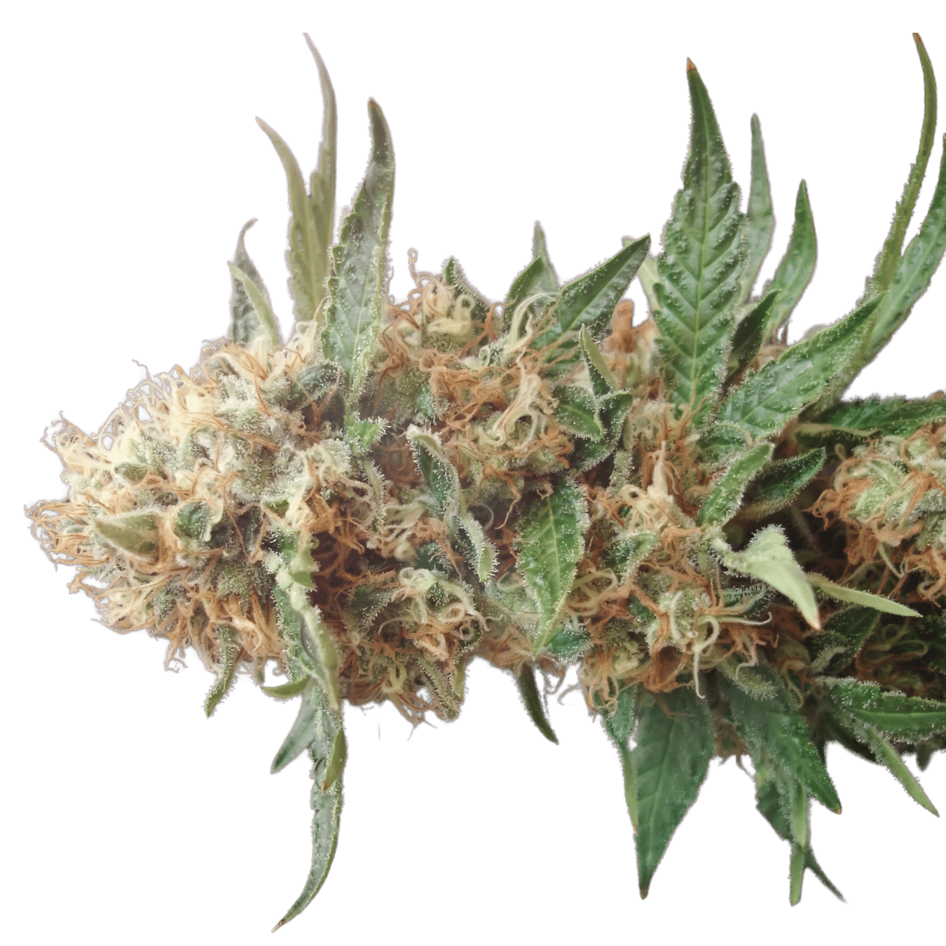 NL4 PSB-40 Bud