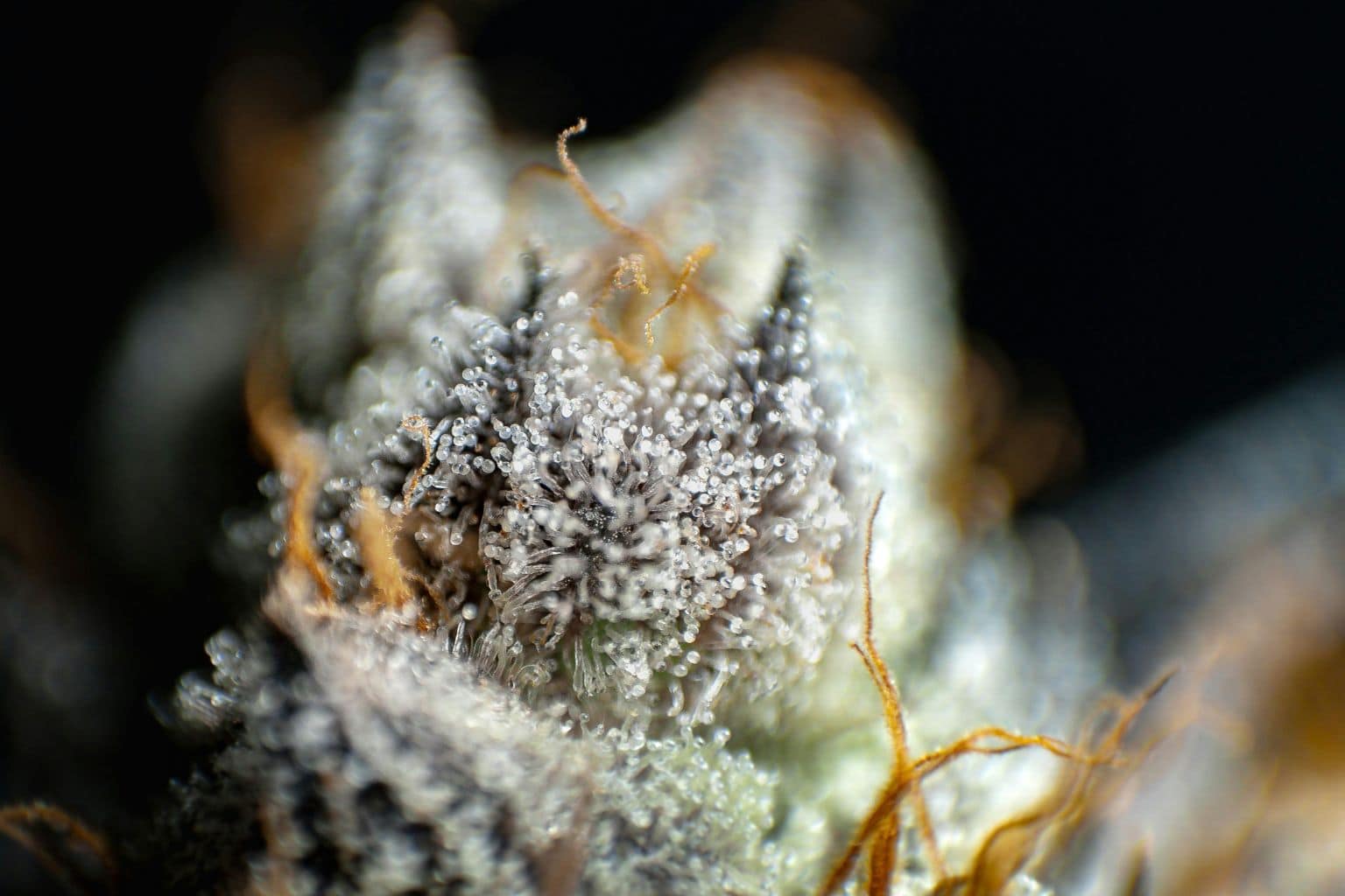 CBD CSA fleurs et résines cannabinoïdes CBD CBG CBN synergie Le Green Spot