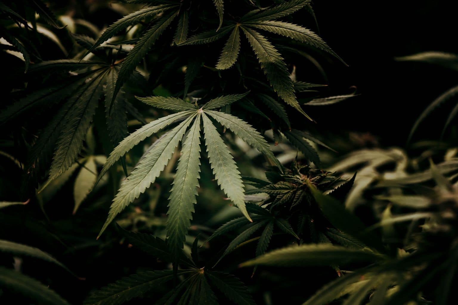 High Effect HE fleurs et résines boostées cannabinoïdes analogues Le Green Spot