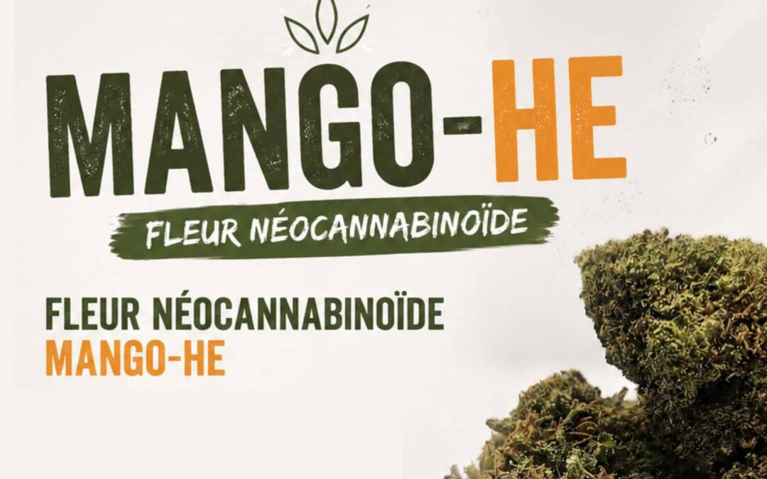 Mango HE CBD fleur indoor suisse CBD 16,66% High Effect Le Green Spot