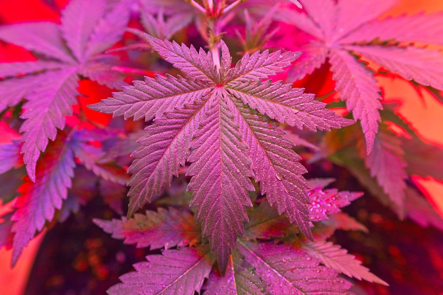 Image alt : NL3 fleurs cannabinoïdes analogues Le Green Spot